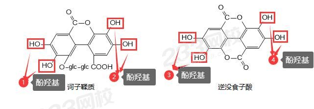 鞣質(zhì).jpg